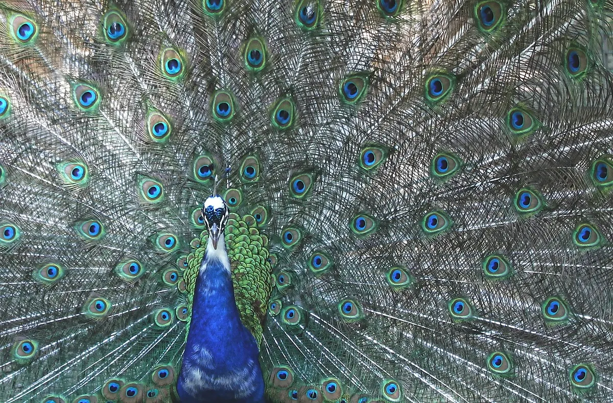 Display Stands vs. Wall Mounts: Which Is Best for Your Feather Collection?