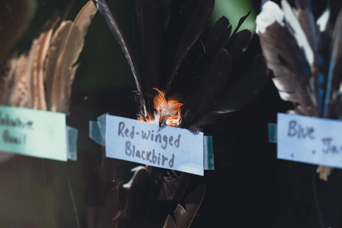How to Choose the Right Display Stand for Large Feather Plumes