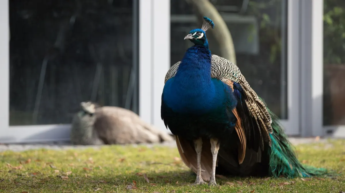 Peacock vs. Ostrich vs. Pheasant Feathers: A Display Comparison
